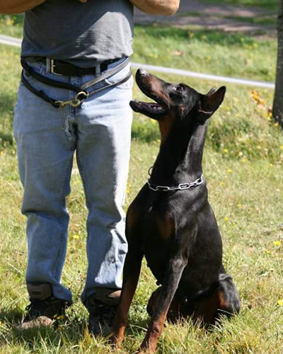 obedience 3
